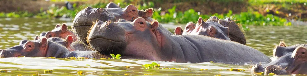 12 Day Kenya Tour - Masai Mara, Amboseli and Tsavo