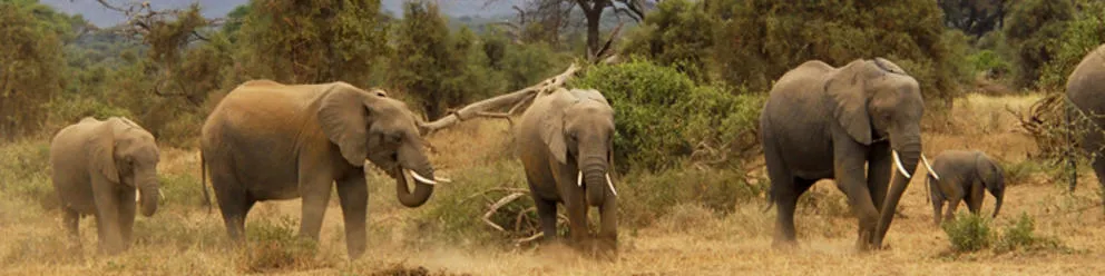 12 Day Kenya Tour - Masai Mara, Amboseli and Tsavo