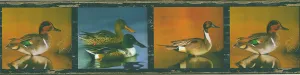 Birds  FDB03845 Wallpaper Border
