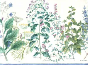 Botanical Herbs WL10850 Wallpaper Border