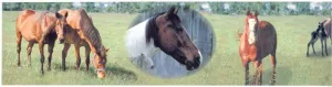 Horse Wild SN71136F Wallpaper Border