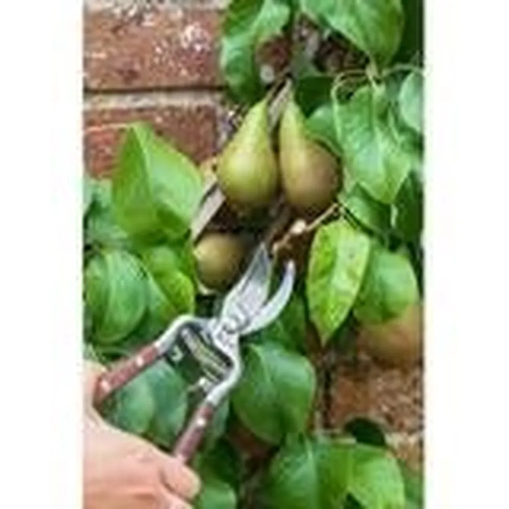 Wooden Handled Secateurs, from the National Trust Collection by Burgon & Ball